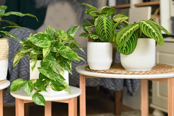 Photo of Tropical houseplants like 'Marble Queen' pothos or prayer plant in flower pots on side tables