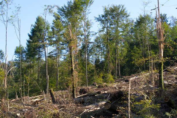 smashed and damaged trees at forest of zurich schwamendingen on a sunny summer evening. - switzerland forest storm summer imagens e fotografias de stock