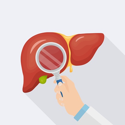 Human Liver Study Of Internal Organ Gallbladder Aorta Portal Vein ...
