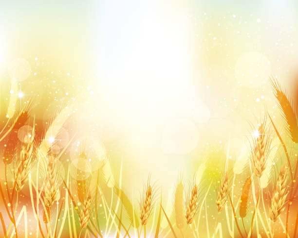 Wheat illustration and gradient background Image of autumn and harvest wheat backgrounds stock illustrations