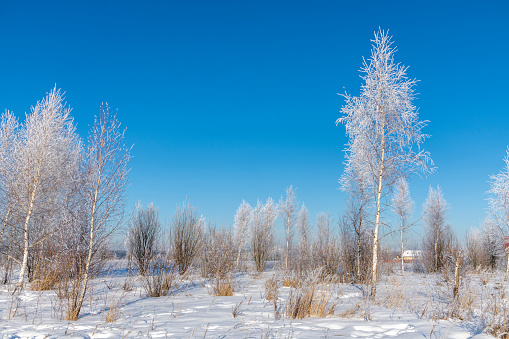 Beautiful winter landscape. Birch trees with branches covered with hoarfrost in the field against clear blue sky. Trees appears white due to snow. Copy space for your text. Beauty in nature theme.