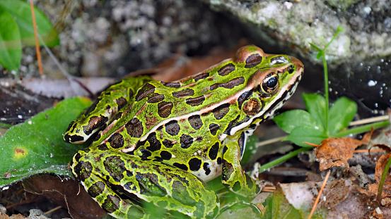 OLYMPUS DIGITAL CAMERA - Close-up of a northern leopard frog sitting in the grass with a stone background