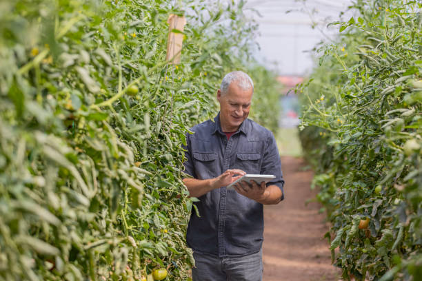 istock Farmer with tablet computer checking quality and freshness of tomato vegetables in organic food farm 1337059196
