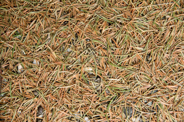 Dry and green needles on pinus mugo on the ground. Europe Dry and green needles on pinus mugo on the ground. Europe dwarf pine trees stock pictures, royalty-free photos & images
