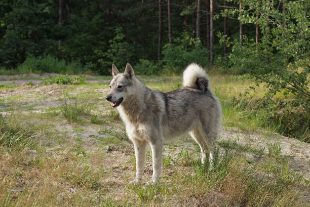 istock predator dog nature trees bushes 1337061476