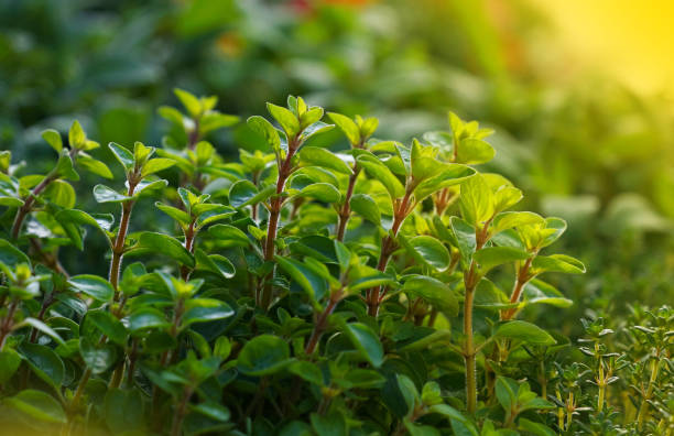 緑の新鮮な甘いマジョラムオレガノスパイシーハーブ - oregano herb garden herb gardens ストックフォトと画像