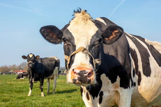 istock Cow nosy oncoming and approaching looking, rope around snout, friendly expression 1337062918