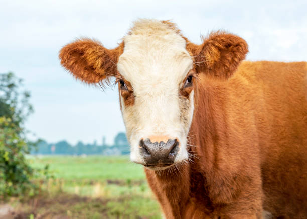 istock Furry cow head, red and white, cute black nose in a field 1337062970