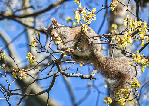 Possible hybrid between easstern grey and red squirrel, feasts on maple flowers with tongue out, in spring