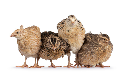 Flock of four different colored Quail birds, standing beside each other on a row. Heads facing camera. Isolated on a white background.