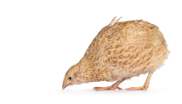 istock Quail bird on white background 1337066075