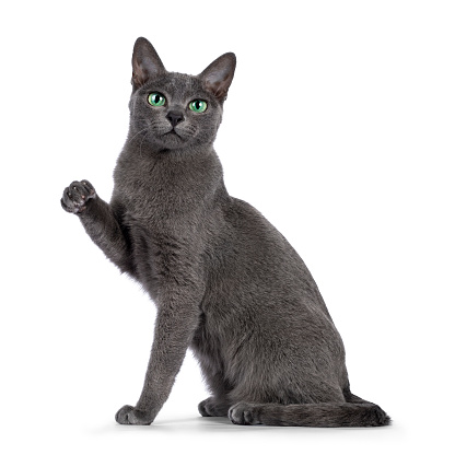 Young silver tipped Korat cat, sitting up side ways. Looking towards camera with bright green eyes. One paw in air like chinese lucky cat. Isolated on a white background.