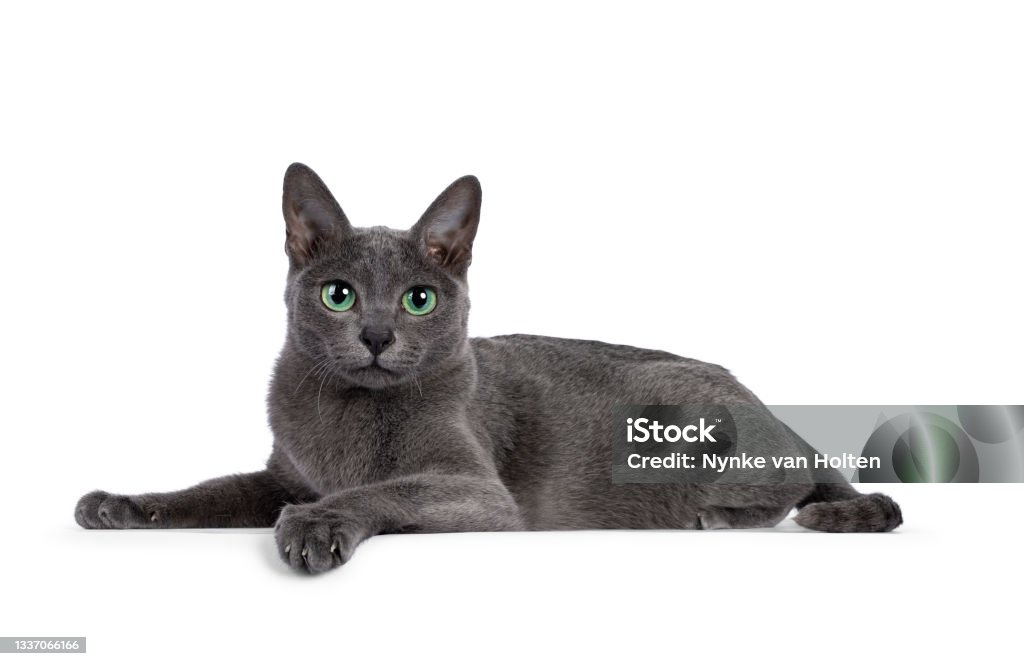 Young Korat cat on white background Young silver tipped Korat cat, laying down side ways. Looking towards camera with bright green eyes and attitude. Isolated on a white background. Domestic Cat Stock Photo