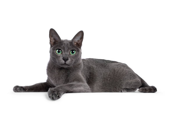 Young Korat cat on white background Young silver tipped Korat cat, laying down side ways. Looking towards camera with bright green eyes and attitude. Isolated on a white background. grey cat white paws stock pictures, royalty-free photos & images