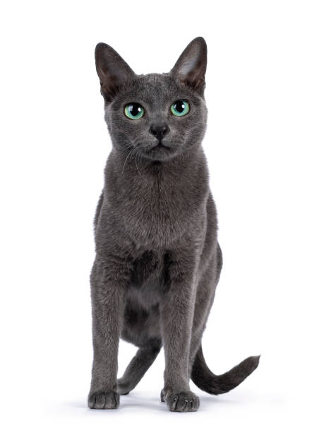 Young Korat cat on white background Young silver tipped Korat cat, standing facing front. Looking towards camera with bright green eyes. Isolated on a white background. Korat stock pictures, royalty-free photos & images