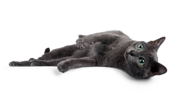 istock Young Korat cat on white background 1337066209