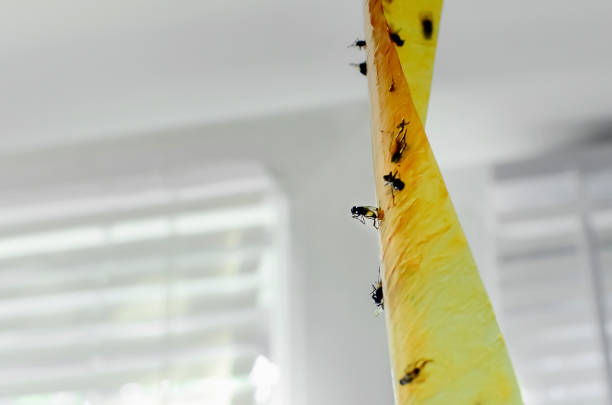 istock fly tape with stuck insects, close-up. 1337066842