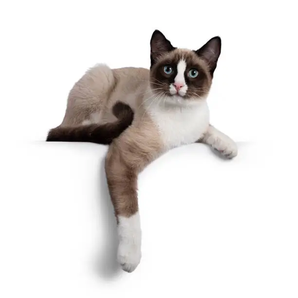 Photo of Snowshoe cat on white background