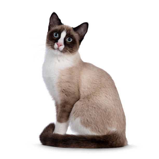 istock Snowshoe cat on white background 1337066881