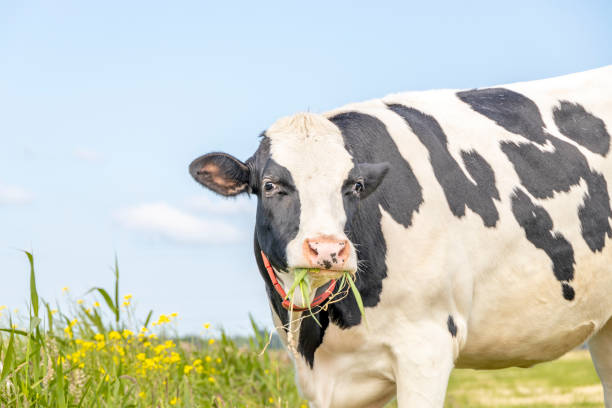 4,133 Cow Chewing Stock Photos, Pictures & Royalty-Free Images - iStock |  Cow chewing grass, Cow chewing cud