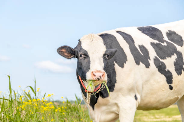 4,133 Cow Chewing Stock Photos, Pictures & Royalty-Free Images - iStock | Cow chewing grass, Cow chewing cud 4,133 Cow Chewing Stock Photos, Pictures & Royalty-Free Images - iStock | Cow chewing grass, Cow chewing cud