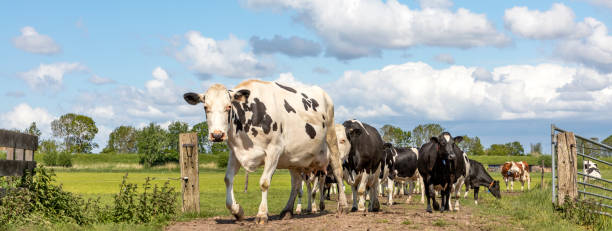istock Cows in a row on a path, herd of black and white, with clouds in the sky as background, passing a gate in front 1337069596