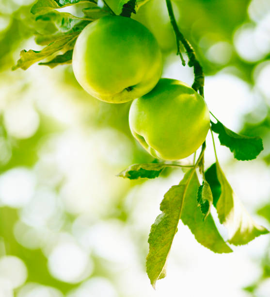 red apples on tree in orchard with sunlights royal gala, fuji, pink lady close up