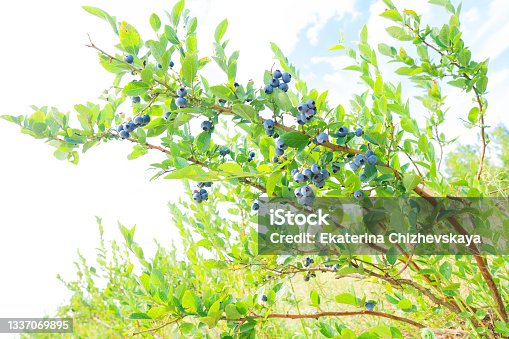 istock Blueberry bush against white background 1337069895