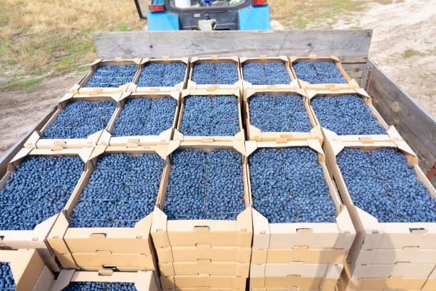 istock Blueberries transportation from the field 1337069972