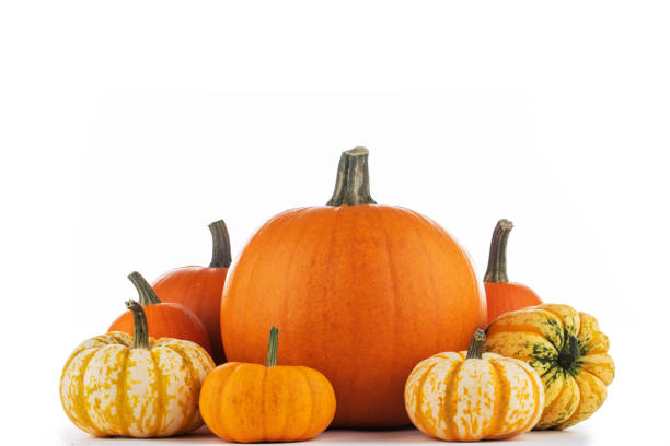istock Harvested pumpkins on white 1337070125