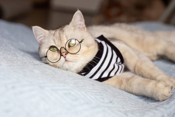 istock Portarait white cat with glasses on blanket 1337070706