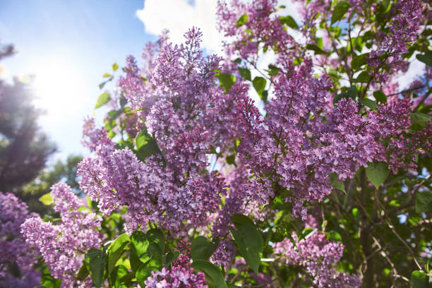 istock Blooming purple lilac bush outside 1337071603