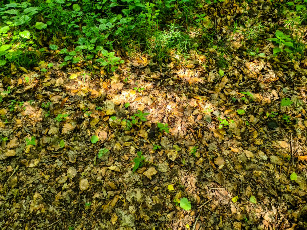 Detailed close up view on a forest ground texture with moss and branches found in a european forest
