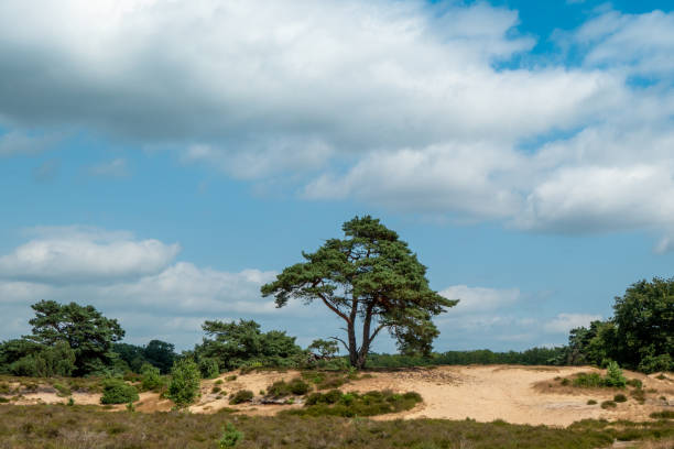 Sunny moorland with sand dune and a solitary fir tree. Photo was taken in the Drents-Friese Wold National Park in the province of Drenthe, Netherlands. The Drents-Friese Wold is one of the largest nature reserves in the Netherlands.
