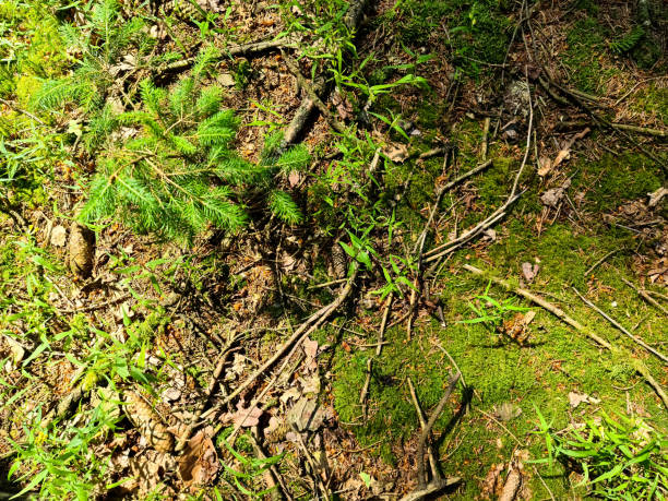 Detailed close up view on a forest ground texture with moss and branches found in a european forest