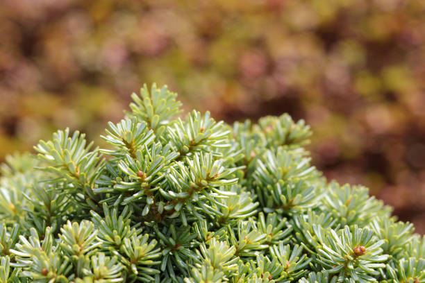 istock Christmas fir tree branches Background. Autumn wallpaper. Copy space. Brightly green prickly branches of a fur-tree. Close up image of young green fir tree. Christmas wallpaper concept 1337074125