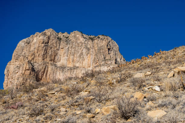 istock Barbury Sheep Herd and El Capitan In Guadalupe Mountains 1337075579