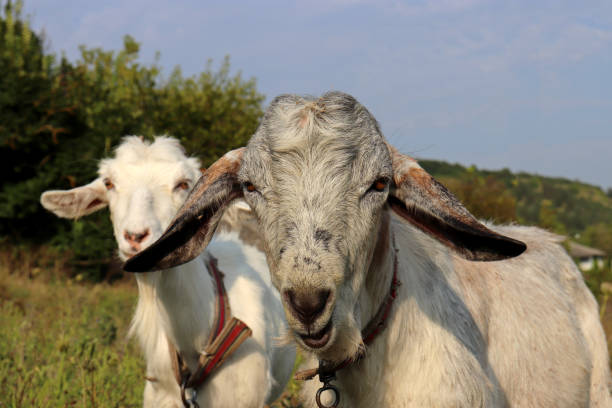 istock Two goats grazing on a green meadow 1337075816