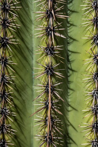 istock Close Up of Thorns on Saguaroi Cactus 1337076113