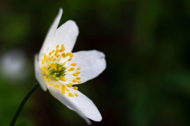 istock Anemone nemorosa white spring forest flower 1337076352