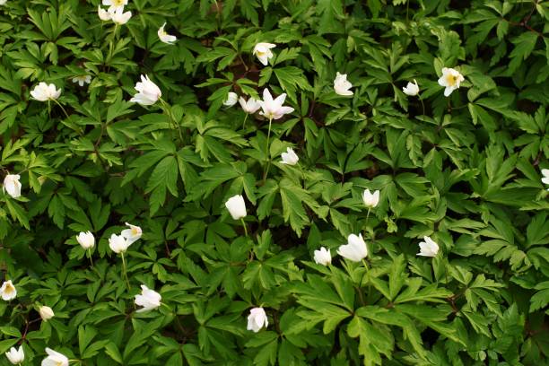 istock Anemone nemorosa white spring forest flower 1337076366