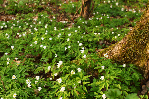 istock Anemone nemorosa white spring forest flower 1337077440