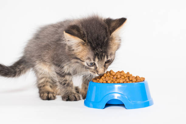 istock One small gray kitten eats delicious food for cats on a white background. 1337077587