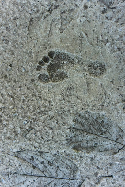 istock Human footprints on cement and leavesprint on cement texture 1337077638