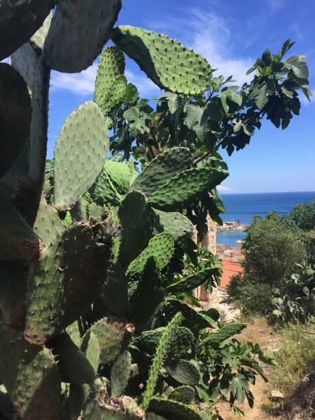 istock Lots of big cacti 1337078112