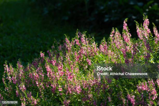 The Angelonia Flowers Bloom On Upright Spikes At The Tips Of The Main Stems Stock Photo - Download Image Now