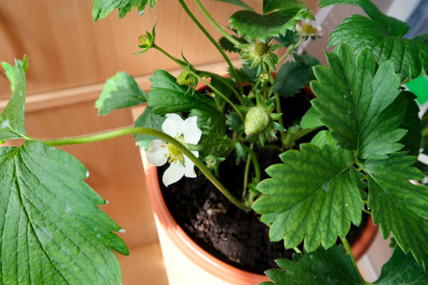 istock Garden on the balcony 1337079015