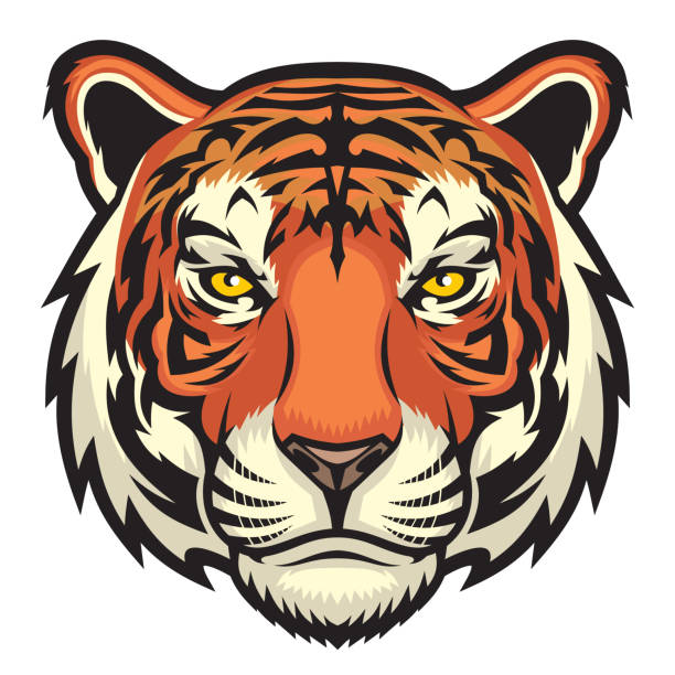 tiger, wilder großkatzenkopf. - tiger stock-grafiken, -clipart, -cartoons und -symbole