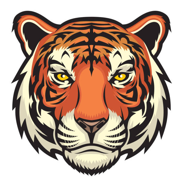 Tiger, wild big cat head. Vector illustration for use as print, poster, sticker, logo, tattoo, emblem and other. tiger illustrations stock illustrations