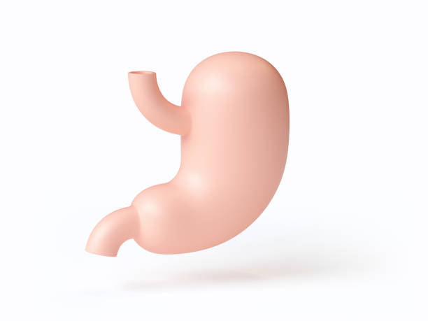 3d illustration of stylized human stomach isolated on white